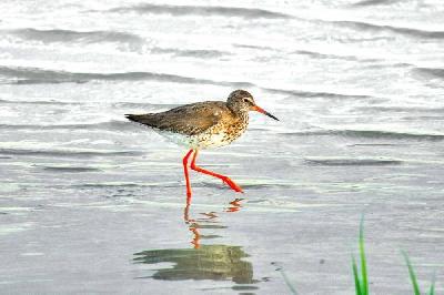 Foto: Werner Pietschmann Rotschenkel (Tringa totanus)